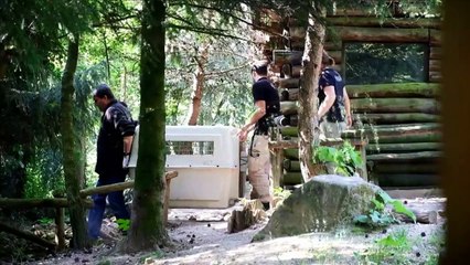 Wolf pups' first outing at French zoo
