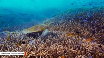 Uber Is Now Offering Underwater Rides To The Great Barrier Reef