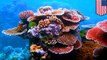 Ilmuwan temukan ‘karang super’ di Hawaii - TomoNews