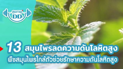 13 สมุนไพรลดความดันโลหิตสูง พืชผักมหัศจรรย์ใกล้ตัว