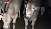 Le gouvernement lutte contre la maltraitance animale dans les abattoirs