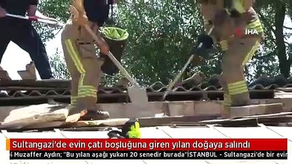 Sultangazi'de evin çatı boşluğuna giren yılan doğaya salındı