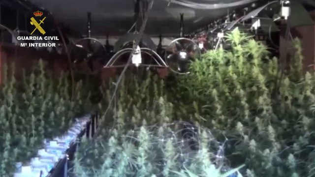 Desmantelan laboratorio de marihuana en Torrelodones