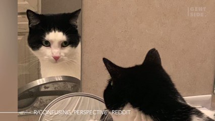 Hacia dónde mira?: la foto viral de un gato frente a dos espejos que arrasa en las redes