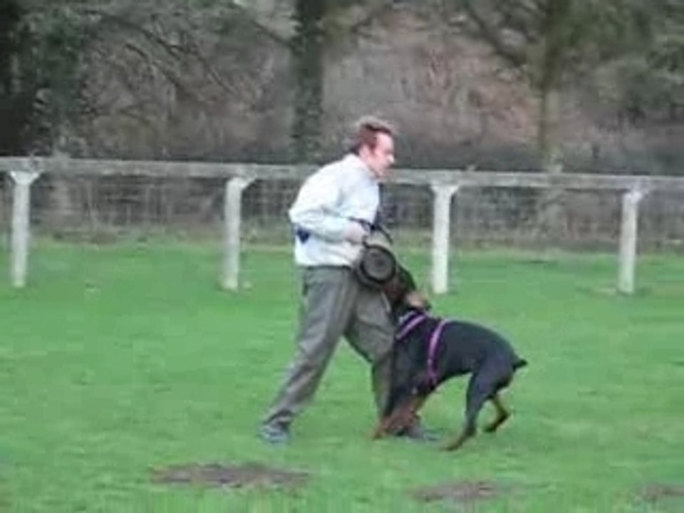 Blueberry tregueux mordant 17 01 08