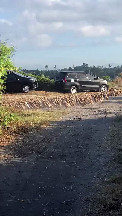 Massive flock of running ducks stop traffic in Bali, Indonesia