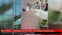 İSTANBUL- BAŞAKŞEHİR'DE OKUL DUVARINA ÇIKAN KEÇİ BÖYLE İNDİRİLDİ