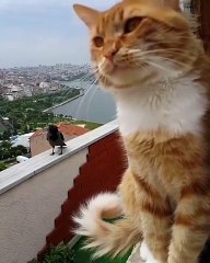 Un chat discute avec une corneille