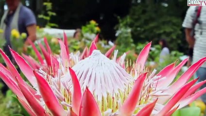 LA QUOTIDIENNE - L'INVITÉ : La Quotidienne - L'invité : "Les Journées des Plantes d'Albertas" 24 05 19