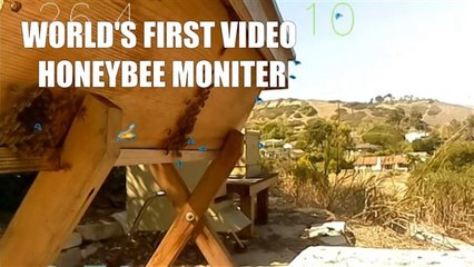 Bee Innovations: EyesOnHives is video surveillance for bees