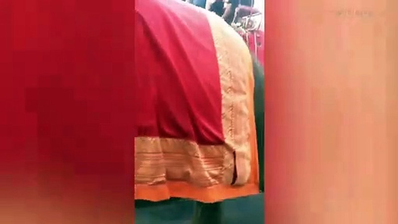 Un éléphanteau s'effondre en pleine promenade dans la rue sous le poids des touristes