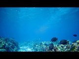 Filipino scientists find damaged coral reefs, plastics in Spratlys