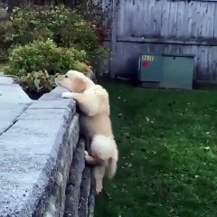 Ce beau chiot grimpe les murs pour rejoindre son maître. Adorable !