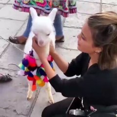 Ce lama aime bien se blottir dans les bras de cette magnifique femme !