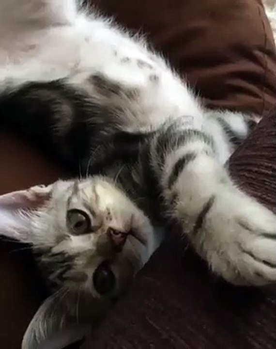 Regardez comment cette sublime chatte baille. Adorable !