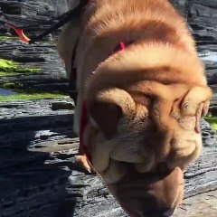 Ce Shar-pei évite l'eau à tout prix. Marrant !