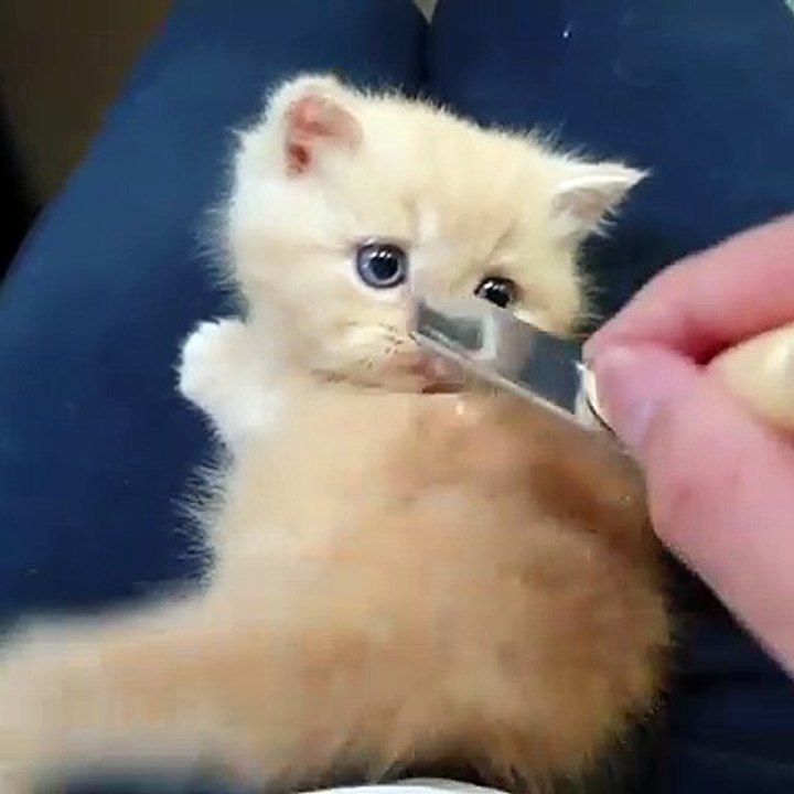 Ce chaton sait comment profiter de ses séances de brossages. Trop mimi !
