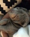 Ce Shar-Pei n'accepte de dormir que dans les bras de sa maman. Trop cute !