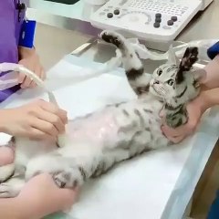 Quand un chatte passe une échographie, voici ce que ça donne !