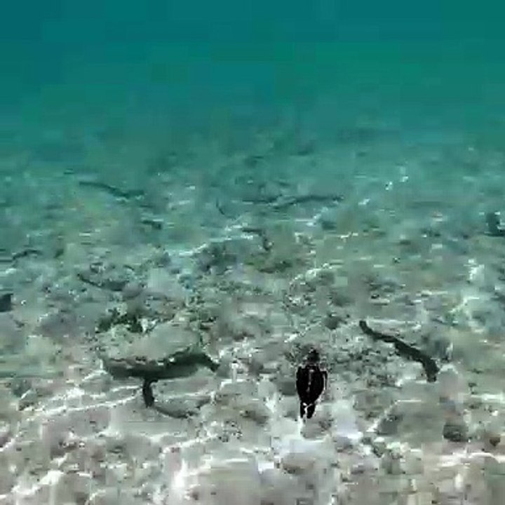 Admirez ce bébé tortue qui nage tout seul pour la première fois !