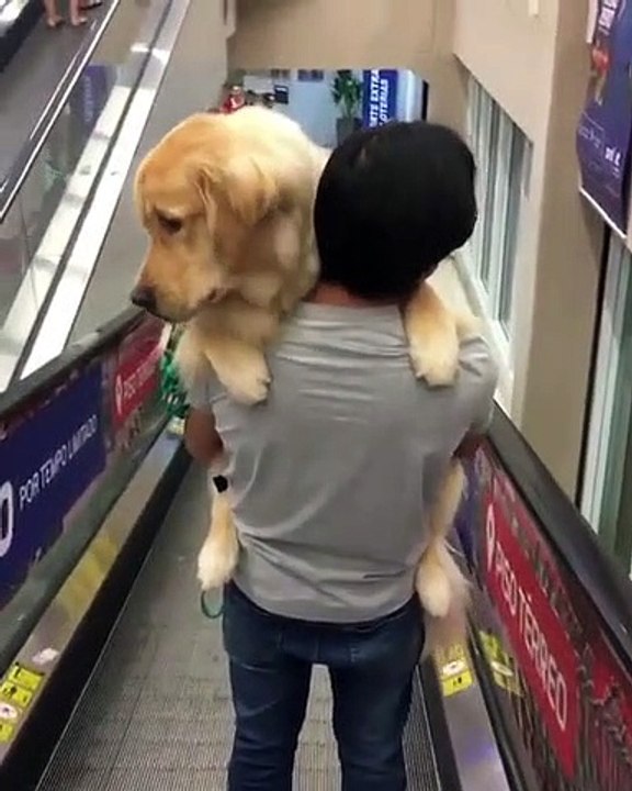Regardez ce gigantesque chien qui aime bien que...