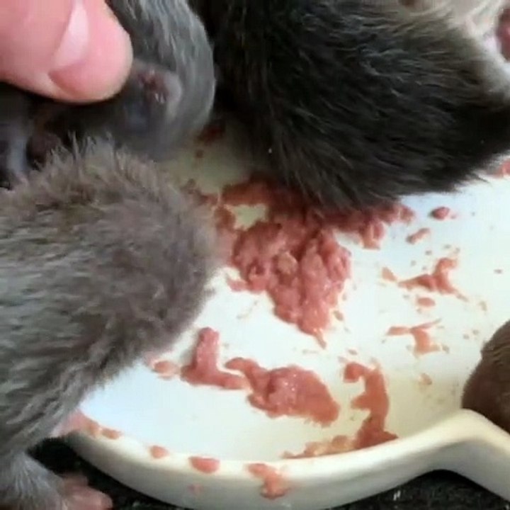 Ces bébés furets ont commencés à pratiquer à manger par eux-mêmes. Trop cute  !