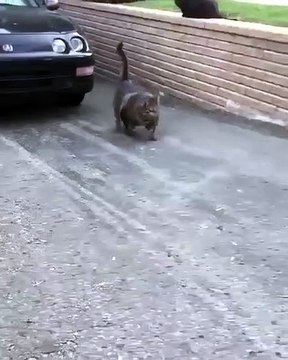 Ce gros chat est un dur à cuir. Admirez son étonnante démarche !