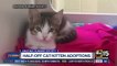 50 percent off cat adoptions at Arizona Humane Society