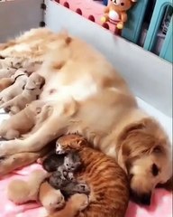 Quand une chienne et une chatte allaitent leurs petits l'une à coté de l'autre. Magnifique !