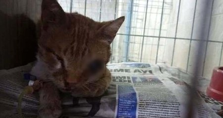 İşkence Yapılarak Gözü Oyulan Yavru Kedi Tedavi Altına Alındı