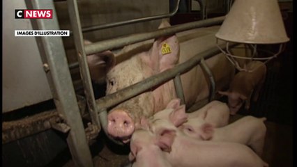 Le comité national d’éthique lancé dans les abattoirs