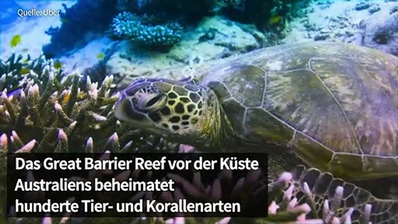 Mit dem Unterwassertaxi zum Great Barrier Reef