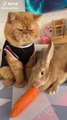 Komik Kedi Ve tavşan havuç yeme videosu