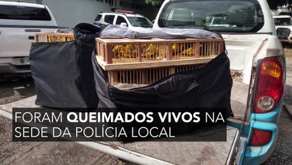 Mais de 140 aves são queimadas vivas no Mato Grosso do Sul