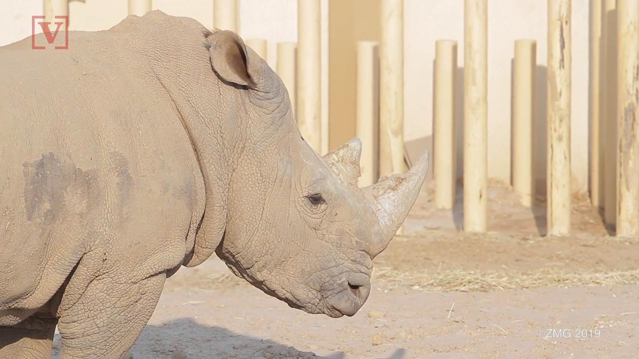 Animals are Shrinking, Here's Why