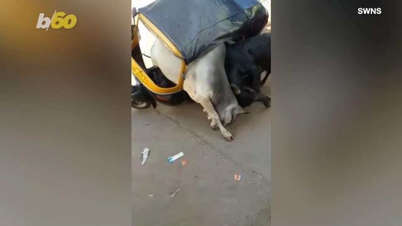 Brawling Bulls! Two Bulls Enter, One Gets Stuck in A Car