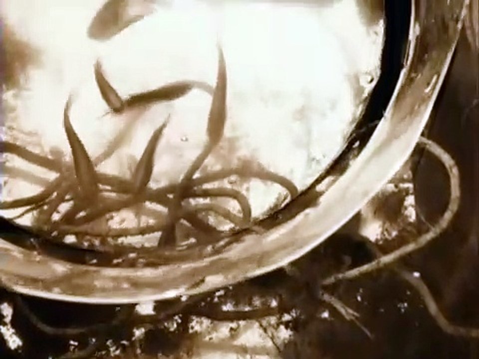 Stalker (Сталкер) (1979) trailer