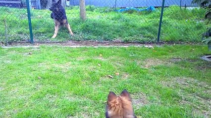 Little Puppy Meets Big Dog