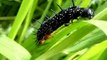 Chenilles de Paon du jour. (Inachis io – Nymphalidae