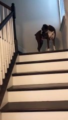 Dog Emerges from Room Wearing Bras