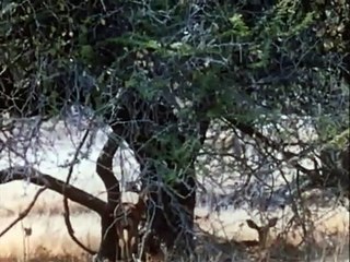 The Hunters - PREVIEW