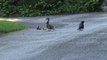 Une maman canard défend férocement ses petits d'un corbeau sournois