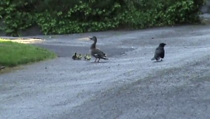 Download Video: Une maman canard défend férocement ses petits d'un corbeau sournois