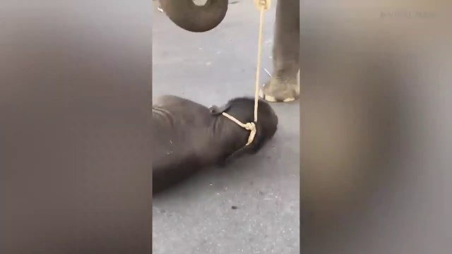 Un éléphanteau exténué s'effondre en pleine promenade avec des touristes