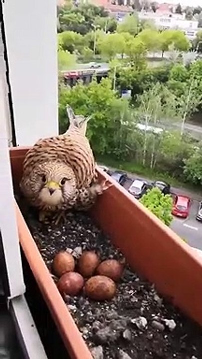 Ce faucon a fait son nid dans un bac à fleur