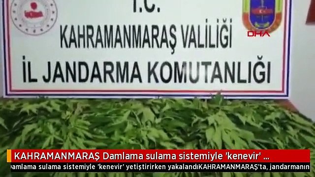 KAHRAMANMARAŞ Damlama sulama sistemiyle 'kenevir' yetiştirirken yakalandı