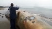 Des touristes découvrent une énorme baleine échouée sur une plage du Chili