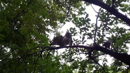 Une mère écureuil courageuse vient défendre son bébé contre un aigle