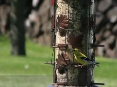 Seed and suet feeders needed. Bird House
