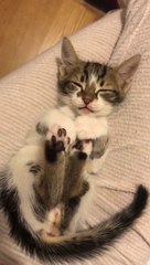 Adorable : ce chaton s'endort dans une drôle de position